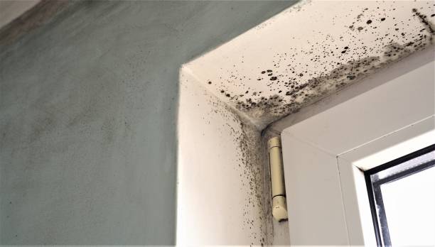 Best Mold Prevention Services  in Malta, IL