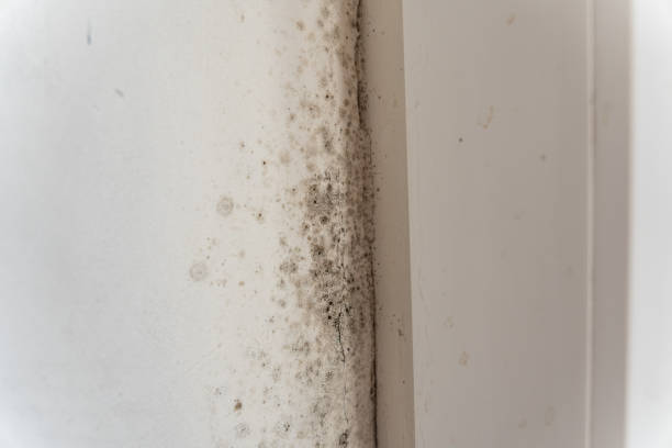 Mold Documentation for Insurance Claims in Malta, IL